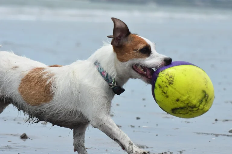 ce sa faci de revelion 2025