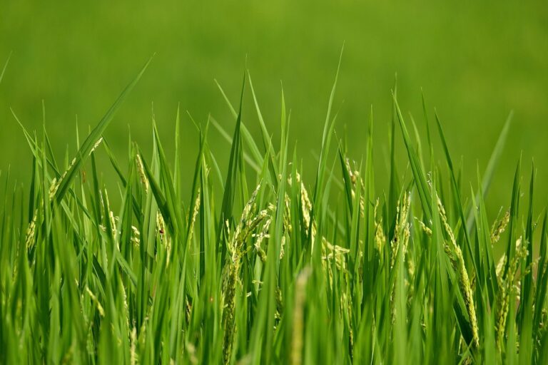 cate calorii are pilaful de orez cu legume