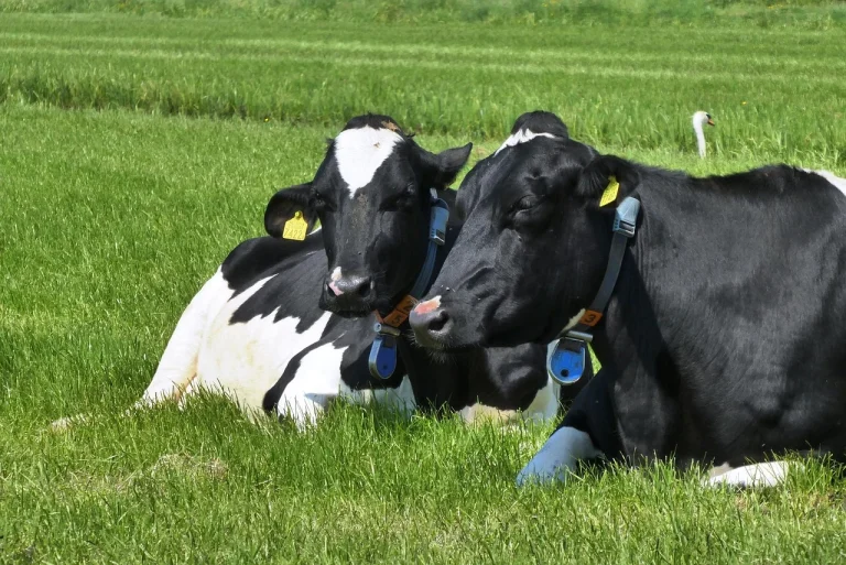ce este proteina izolata din zer