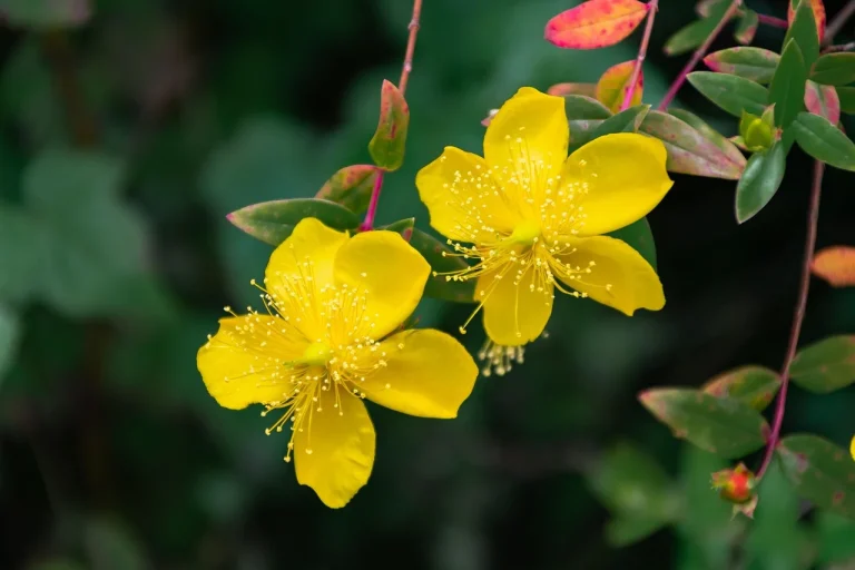 Patrunjel vs Leustean comparatie intre cele doua ierburi aromatice